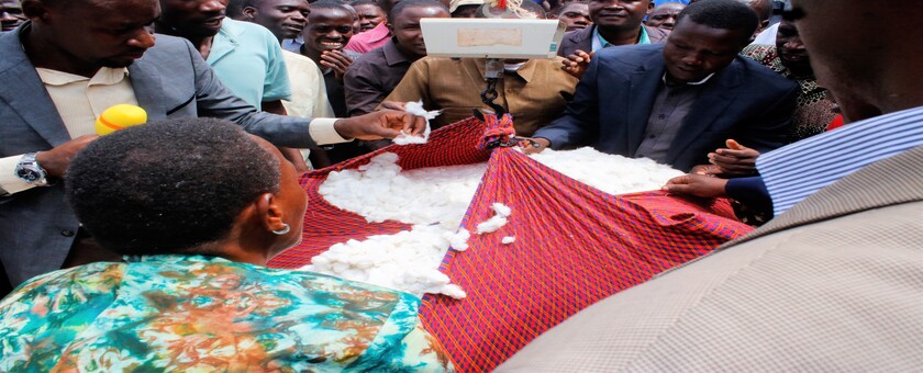 UZINDUZI WA MSIMU WA UNUNUZI PAMBA 2023-2024