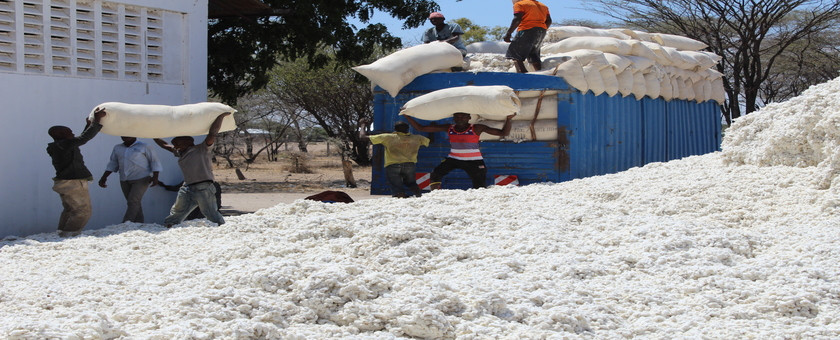 Pamba mbegu ikishushwa kiwandani tayari kwa kuchambuliwa (kutenganisha nyuzi na mbegu)