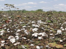  Mashamba bora ya Pamba Wilaya  ya Igunga Tabora