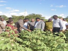  Waziri mkuu Alipotembelea Mashamba ya Pamba Kwimba - Mwanza