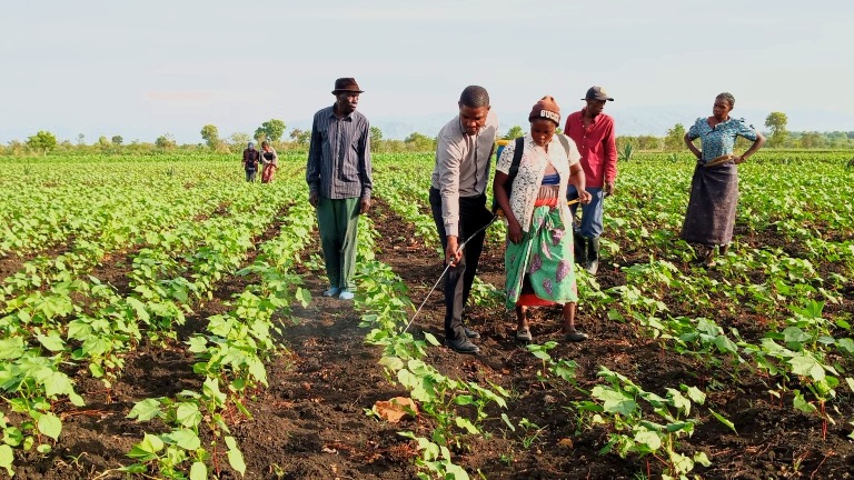 USAJILI WAKULIMA KIDIJITALI WALETA MABADILIKO USAMBAZAJI PEMBEJEO ZA PAMBA
